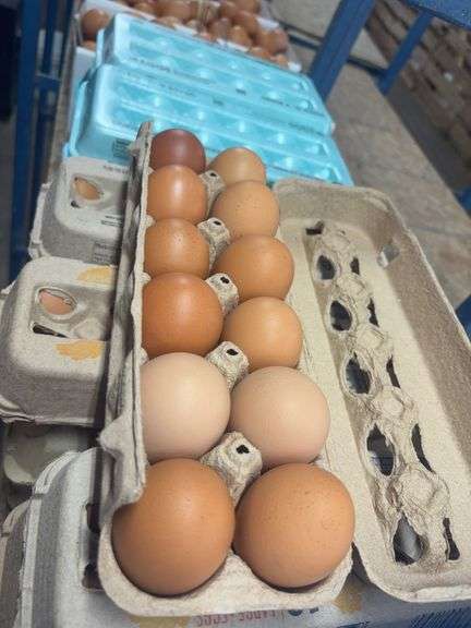 10 Doz Xlarge Brown Eating Eggs