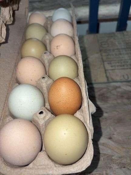 2 Doz Large Mixed Eating Eggs