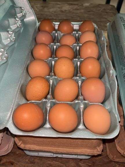 4.5 Doz Pullet Eggs