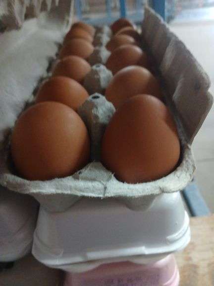 4 Doz Small Brown Eating Eggs