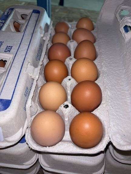 3 Doz Brown Eating Eggs