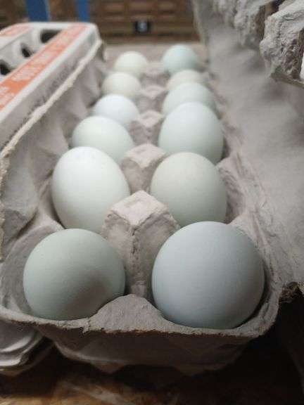 2 Doz Blue Eating Eggs