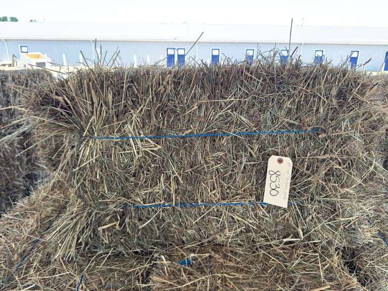 25 1st Timothy Orchard Grass