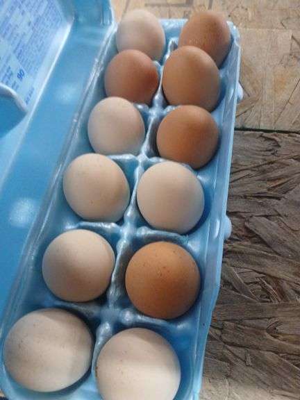1 Doz Eating Eggs