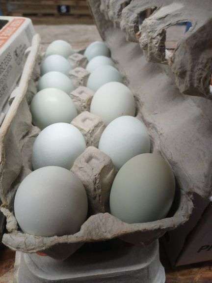 2 Doz Blue Eating Eggs