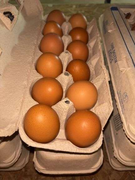 3 Doz Brown Eating Eggs