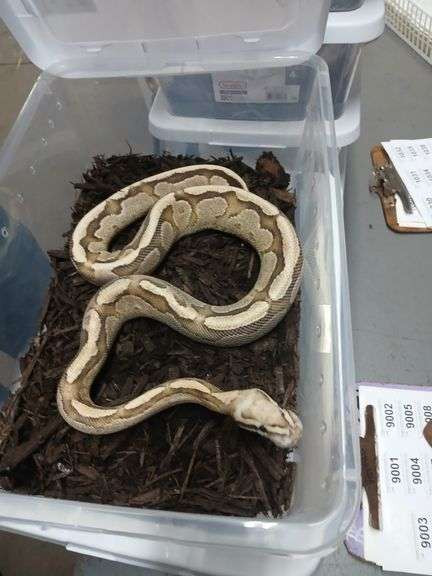 Python Swollen Loaa Vanilla Cream Male Ball Python - Proven Breeder - Has Swollen Face ...