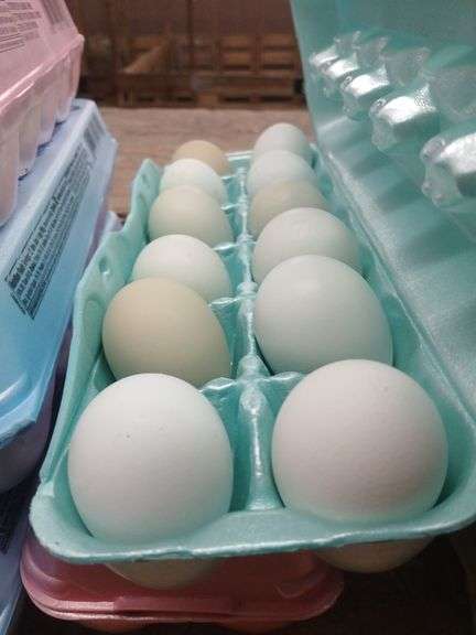 2 Doz Blue Eating Eggs
