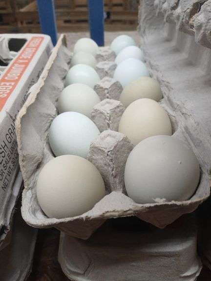 2 Doz Blue Eating Eggs