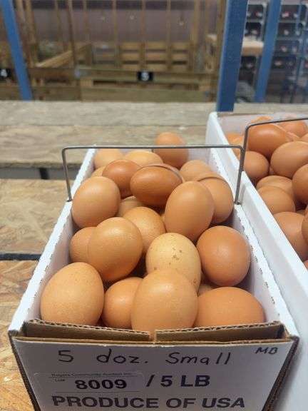 5 Doz Small Brown Eating Eggs