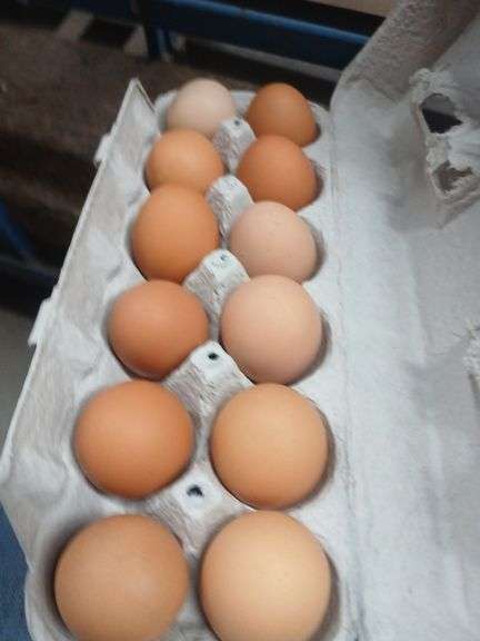 4 Doz Small Brown Eating Eggs