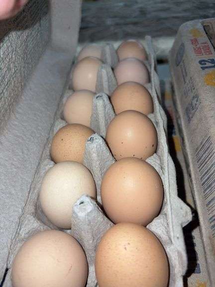 2 Doz Large Brown Eating Eggs