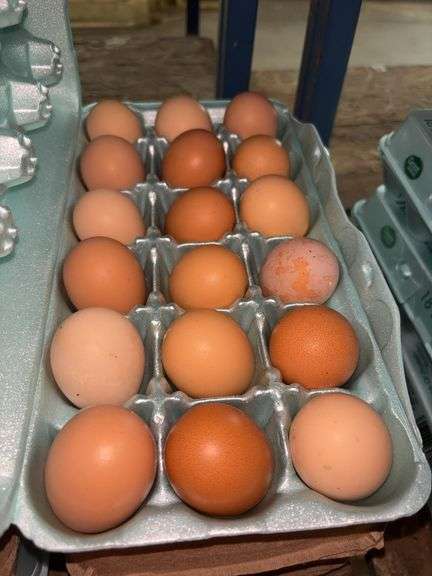 4.5 Doz Pullet Eggs
