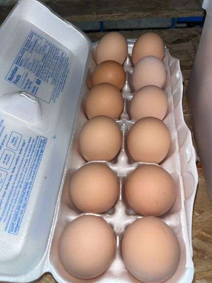 1 Doz Medium Brown Eating Eggs