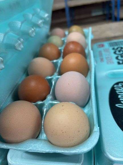 3 Doz Medium Mixed Eating Eggs