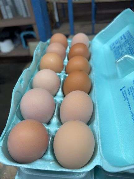 4 Doz Large Brown Eating Eggs