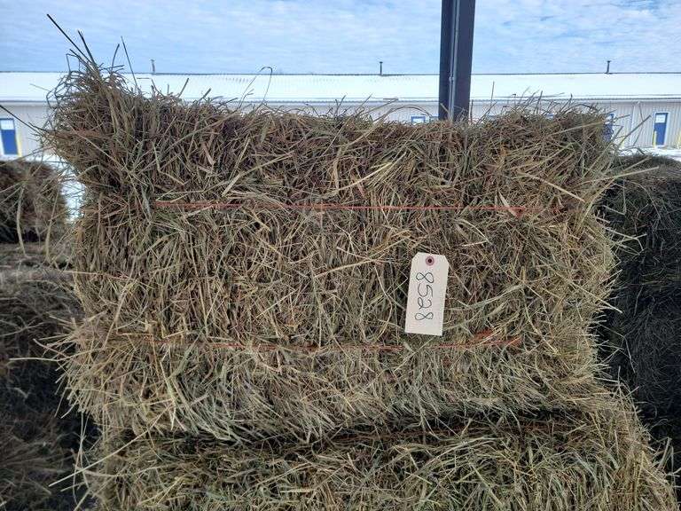 15 1st Timothy Orchard Grass Mix