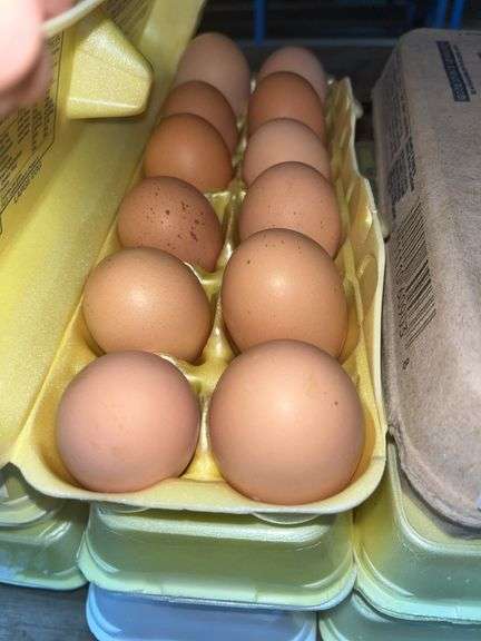 3 Doz Brown Eating Eggs