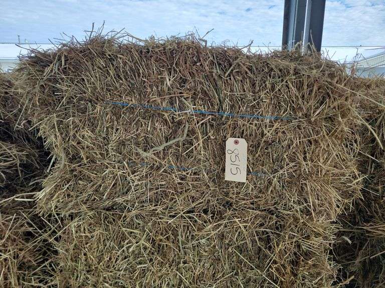 15 1st Timothy Alfalfa