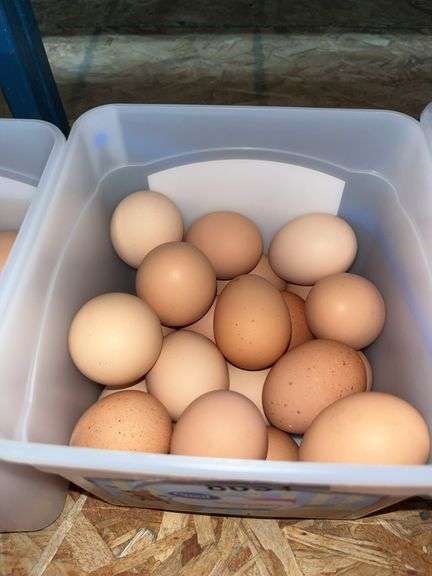 2 Doz Large Brown Eating Eggs