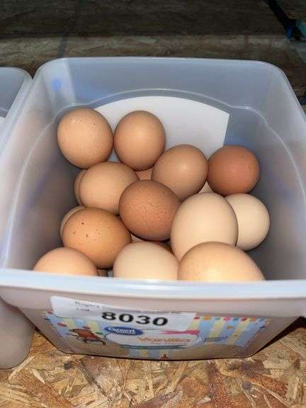 2 Doz Large Brown Eating Eggs