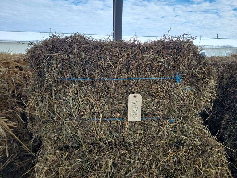 15 2nd Alfalfa Grass