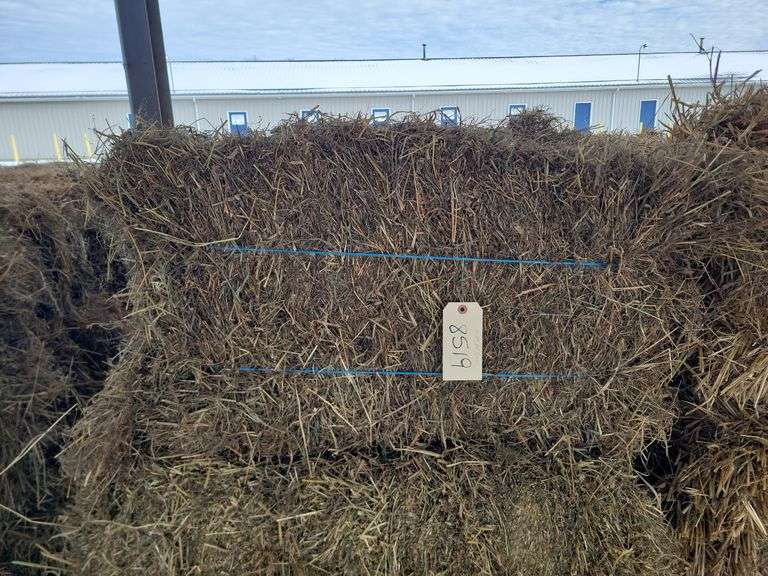 15 2nd Alfalfa Grass