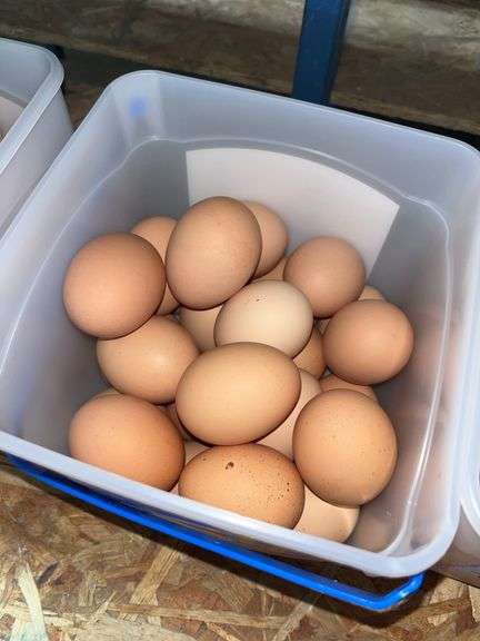 2 Doz Large Brown Eating Eggs
