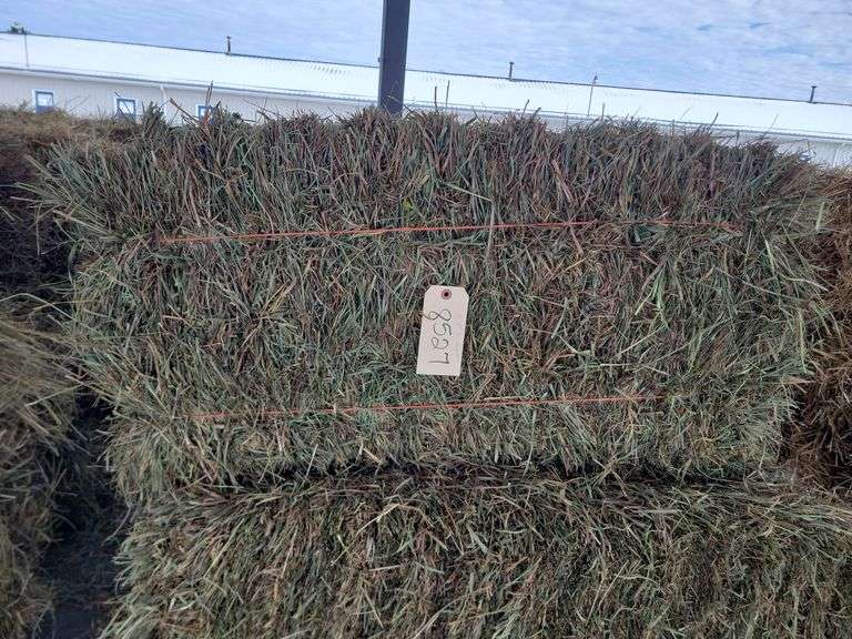 15 2nd Timothy Orchard Grass Mix