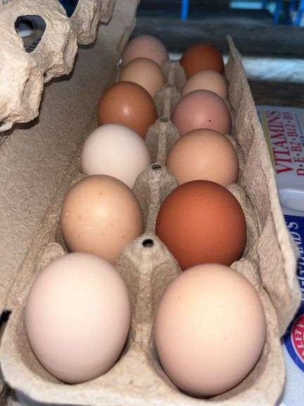 2 Doz Brown Eating Eggs
