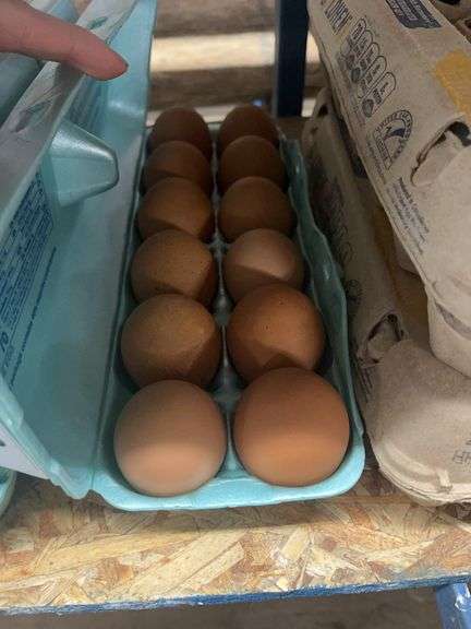 1 Doz Xlarge Brown Eating Eggs