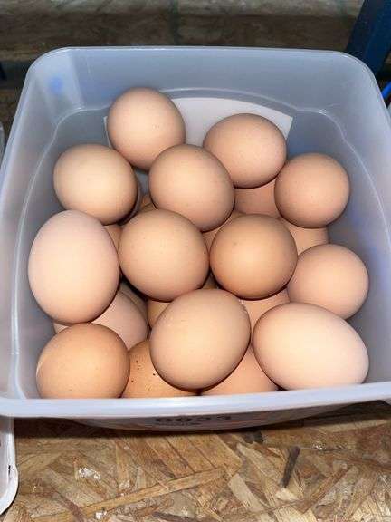 3 Doz Medium Brown Eating Eggs