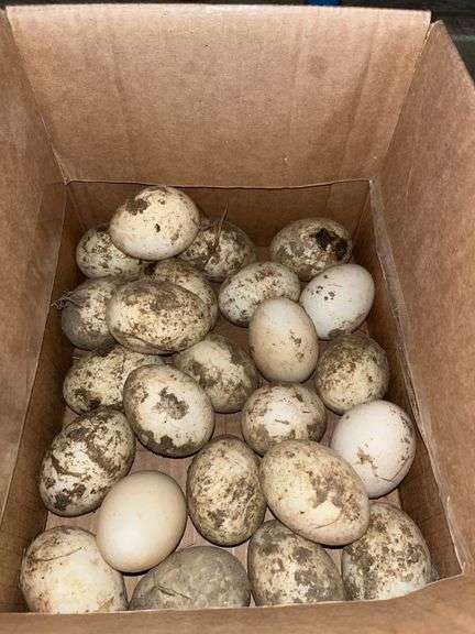 2 Doz Duck Eating Eggs