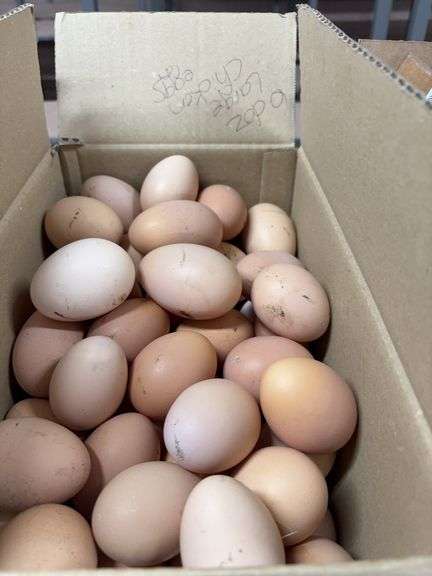 6 Doz Large Eating Eggs