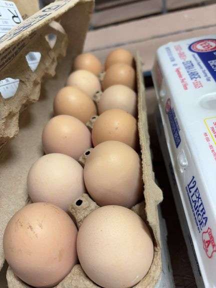 2 Doz Jumbo Eating Eggs