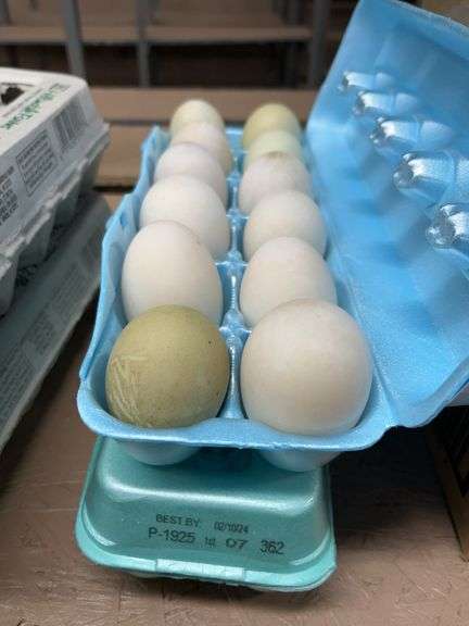 2 Doz Jumbo Duck Eating Eggs