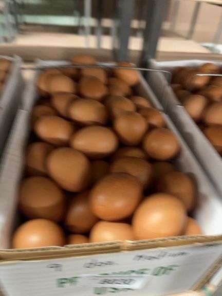 9 Doz Medium Brown Eating Eggs