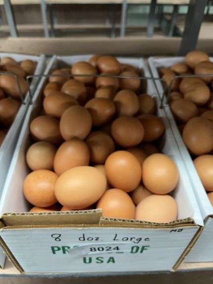 8 Doz Large Brown Eating Eggs