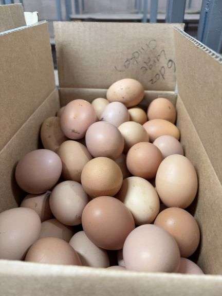 6 Doz Large Eating Eggs