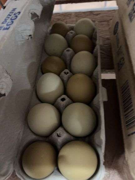 1 Doz Araucana Eating Eggs