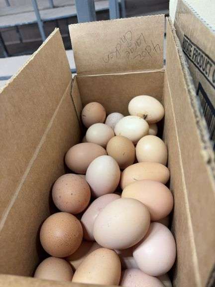 4 Doz Large Eating Eggs