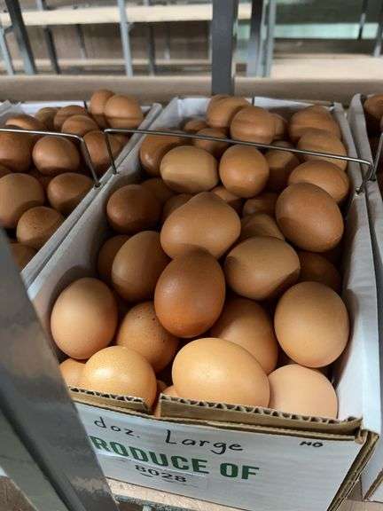 8 Doz Large Brown Eating Eggs