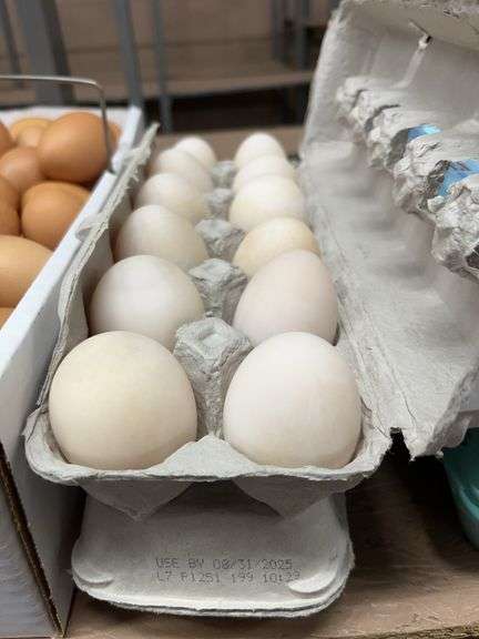 2 Doz Jumbo Duck Eating Eggs