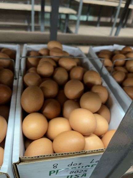 8 Doz Large Brown Eating Eggs