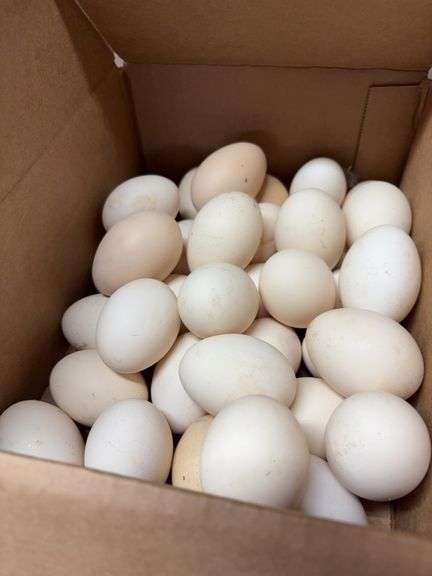 3 Doz Small Eating Eggs