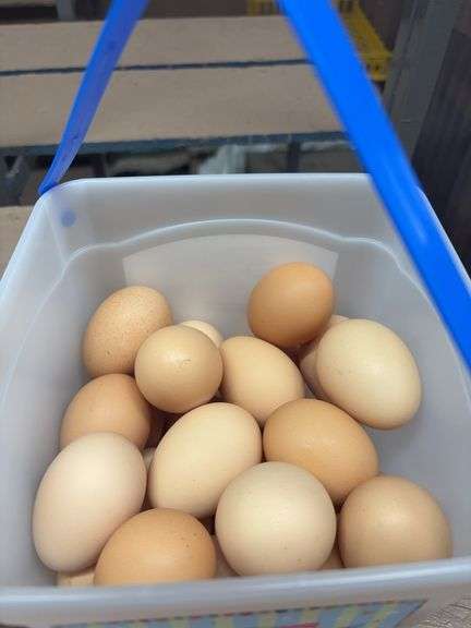 2 Doz X-Large Brown Eating Eggs