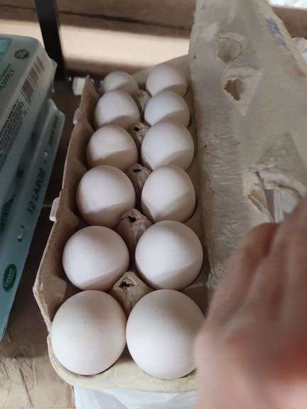 4 Doz White Eating Eggs