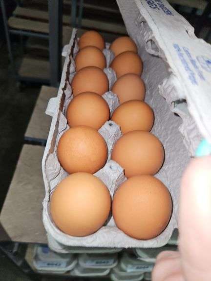 4 Doz Large Brown Eating Eggs