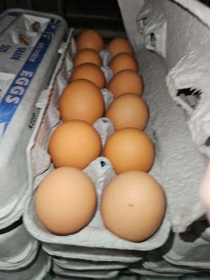 4 Doz Large Brown Eating Eggs