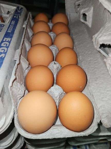 4 Doz Large Brown Eating Eggs